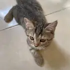 قطة صغيرة