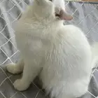 قط كيوت للتبني