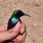 طيور تمير فلسطين