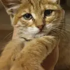 قطة للتبني