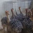 الرأل الأفريقي