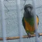 ذكر ببغاء سنيغالي جاهز للانتاج