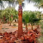 يوجد لدينا نخيل عربي ووشنطني أمريكي جميع المقسات