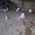 دجاج فرنسي ابيض