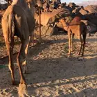 السلام عليكم اعرض لكم ناقه عشرا خواره بالحليب