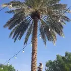 نخل عربي مثمر