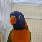 لوري رد كولارد ودرة. ( اللوري مباع)