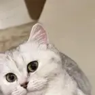 قطوة