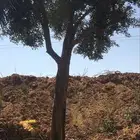 اشجار زيتون شجر زيتون معمر