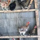 دجاج بلدي بياض