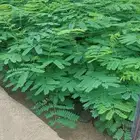 للبيع شتلات اكياس بالجمله فقط