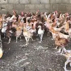 للبيع دجاج بلدي فقط