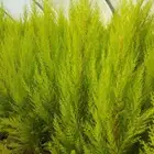 السرو  الأيطالي- ليموني- جولد ستار -امريكي - اسباني - سوري-