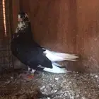 قطايف