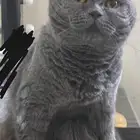 قطة سكوتش انثى للتبني