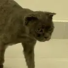 قط سكوتش للتبني