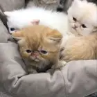 قطط بيكي فيس للبيع