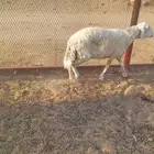 نعجه حريه
