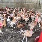 للبيع دجاج بلدي العمر فوق ثلاث شهور ونص