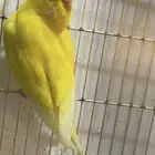 بادجي لاتينو فالو انثى للانتاج