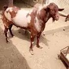 تيس فحل ابهر