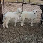 بهم حري كفو