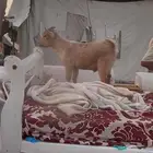 تيس قزم العمر 4 اشهر ونص تقريبا