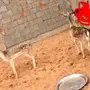 غزلان للبيع