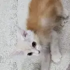 قطط
