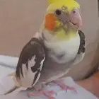 كروان انثى عمرها سنة تجلس مع الناس على السوم يبدا من 200