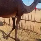 بكره حقه مجهم