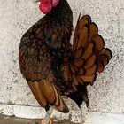 ديك سبرايت امريكي كوبره هزاز
