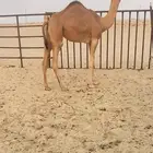 بنت شاهين