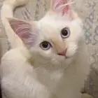 قط شيرازي ذكر للبيع