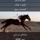 خيل مشروك للبيع