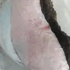 حاشي بلدي فاخرر ذبح يومي