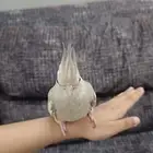 فرخ كروان اليف