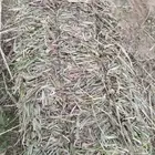 قصب ميربط للبيع نظيف جدا جدا