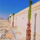 يوجد لدينا جميع انواع انخبل جميع المقاسات