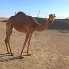لبيع بكره ابوه جذاب جمل بدر جزاء الشمري رقم