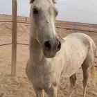 مهر عربي شعبي سباق وطرب