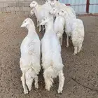 خرفان للبيع كفووو عدد 13 خروف