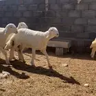 مشاريع فحول حري