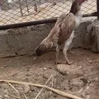 طقم شامو ياباني ودجاجه سندي