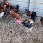 ديكه بلدي تفريخ طبيعي