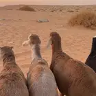 ذبائح سواكن مرابي يوجد توصيل لرياض