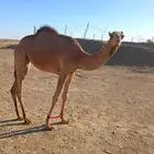 لبيع بكره أبوه جذاب جمل بدر جزاء الشمري رقم