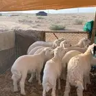 بهم حري