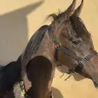حصان شعبي للبيع على السوم