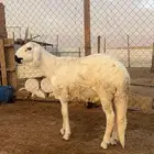طليان سواكن مرابي5 شهور فل شحم
